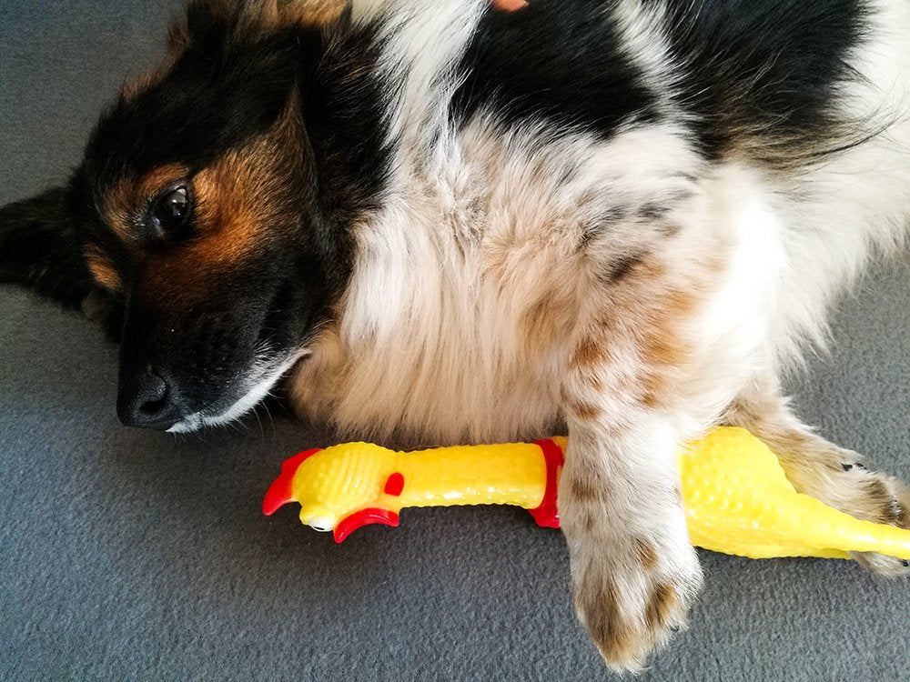 Kyckling Squeaker